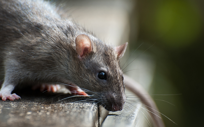 rat on a deck