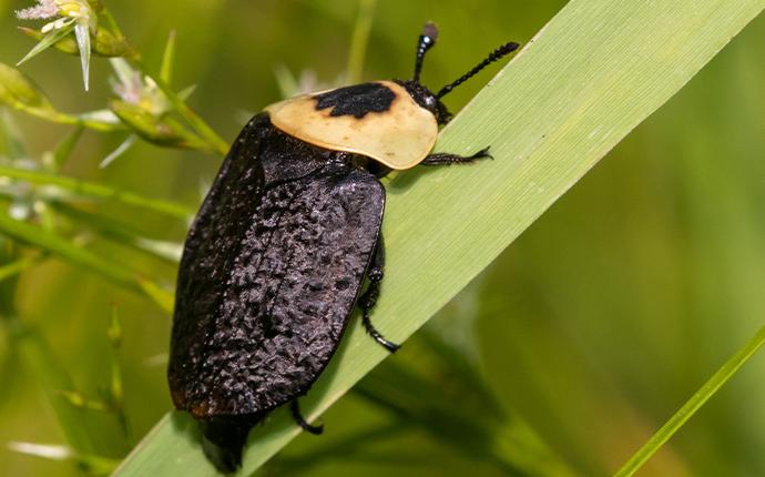 beetle on a blade of grass