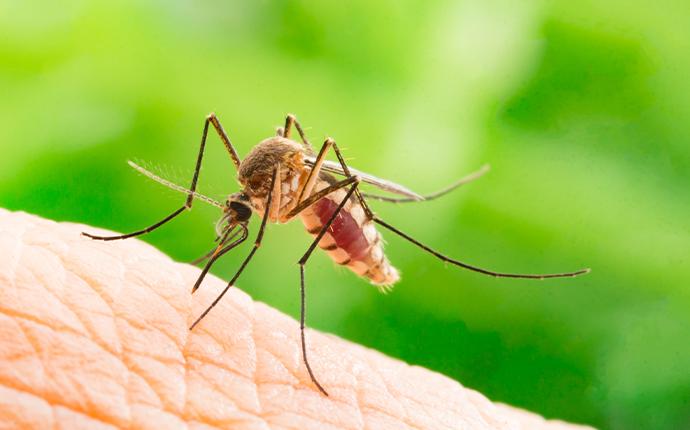 a mosquito on human skin