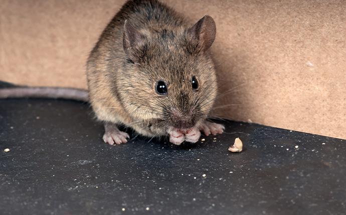 mouse eating crumbs