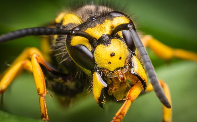 close up of a wasp