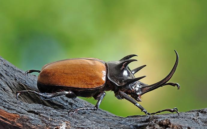 a beetle on a branch