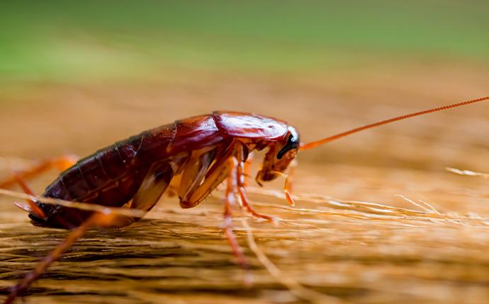 a cockroach in broom bristles