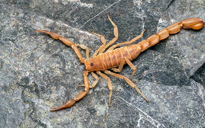 a scorpion on a rock