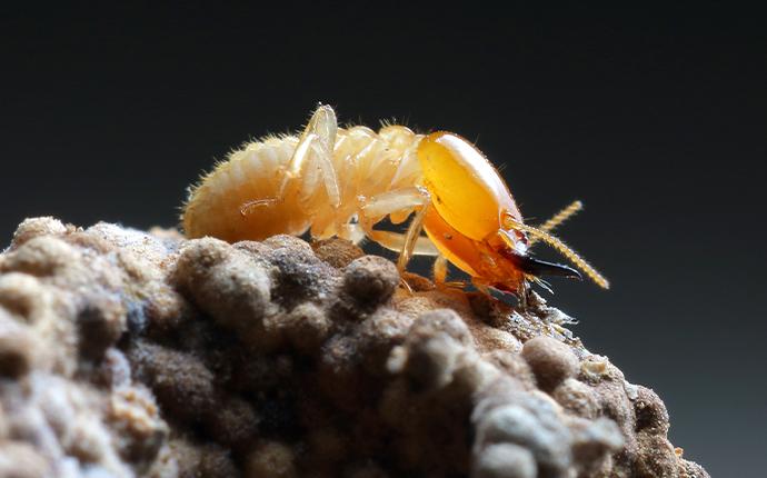 termite on its nest