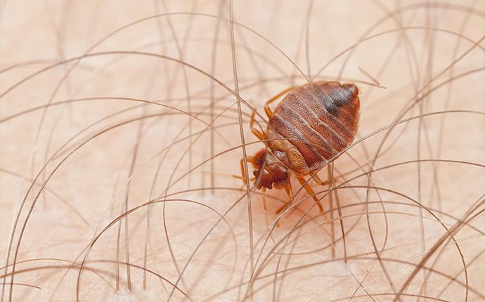 How to Get Rid of Bedbugs