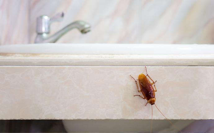 a cockroach on the sink