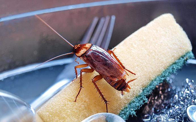 a cockroach on a sponge
