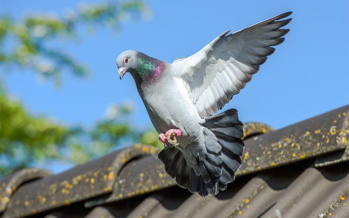 a pigeon taking flight