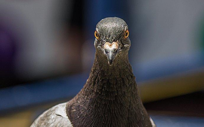 a pigeon perched on a roof in henderson nevada