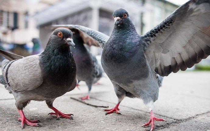 pigeons standing on a sidewalk