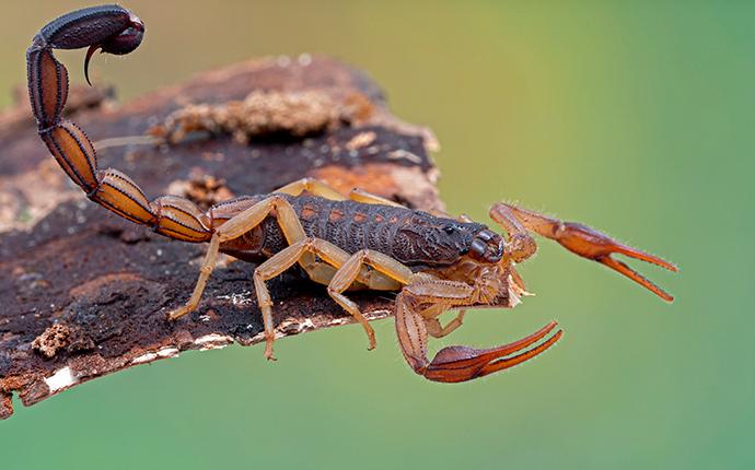 scorpion on a log