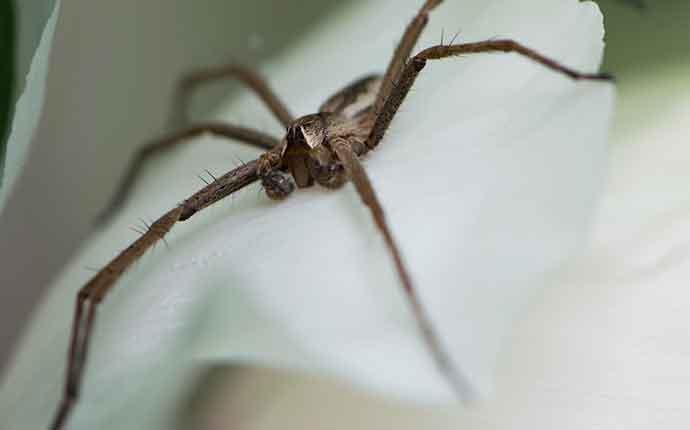 up close image of a spider crawling in desert shores