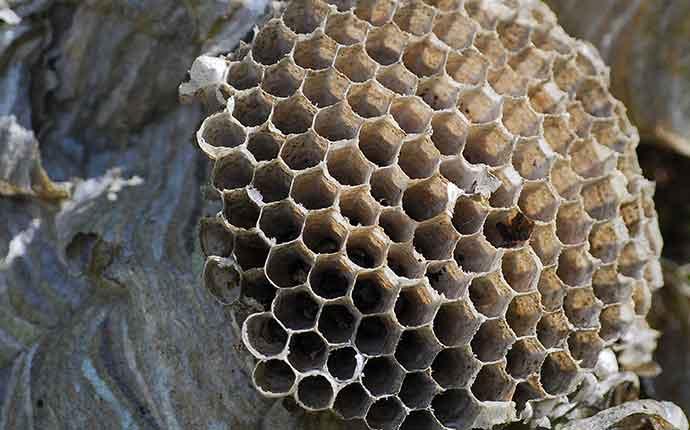 up close image of a wasp nest outside a home