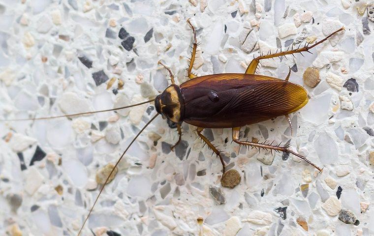 An American cockroach in a bathoom.