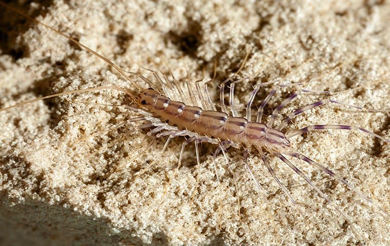 centipede on sand