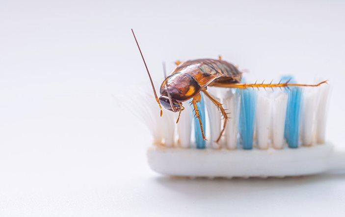 An American cockroach on a toothbrush.