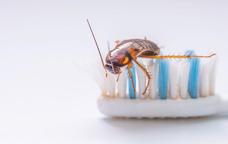 american cockroach on toothbrush