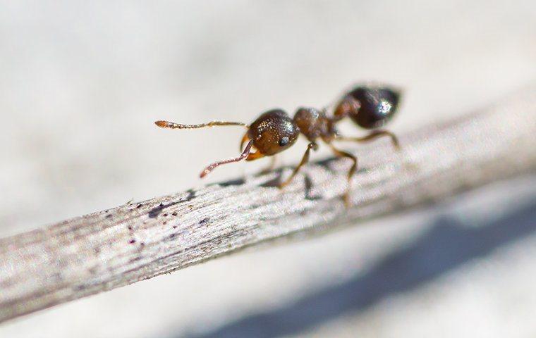 an ant crawling on a twig