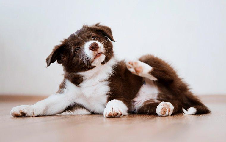 an elk grove puppy scratching at fleas and ticks