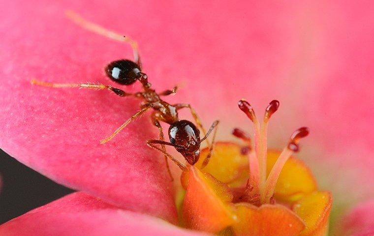 an ant crawling on a spring flower