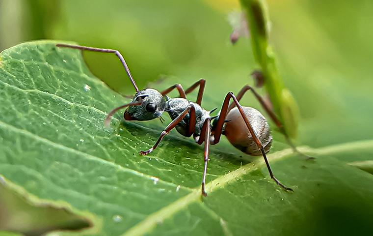 Ant On A Leaf 