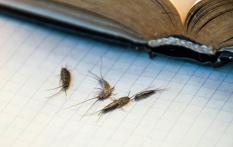 silverfish on desk