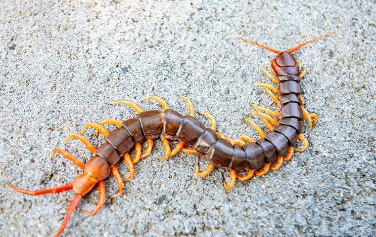 centipede on pavement