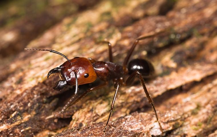 Flying Insect Control And Prevention In Reno