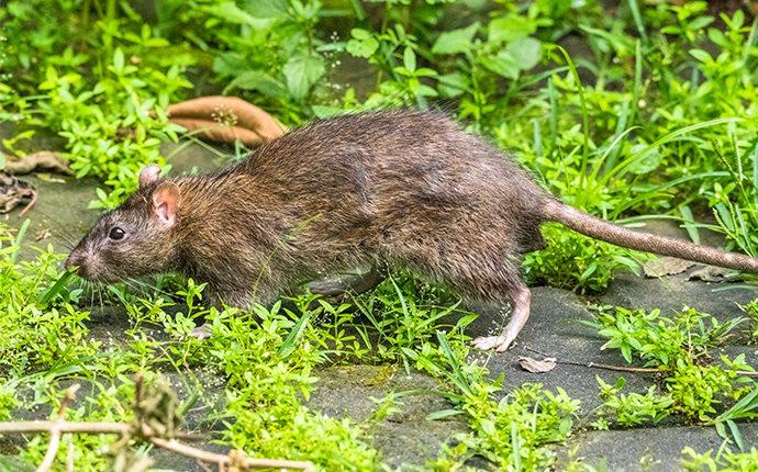 a big rat crawling through the grass