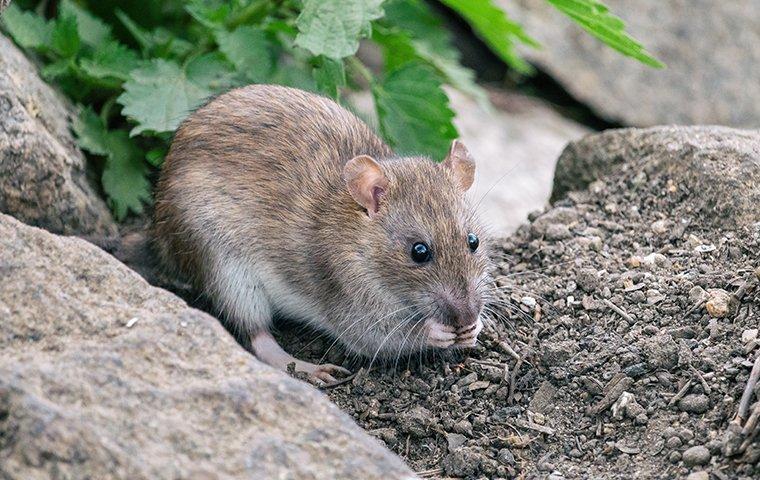 a large rat on top of rocks