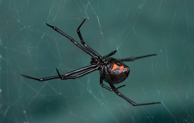 a black widow spider on its web