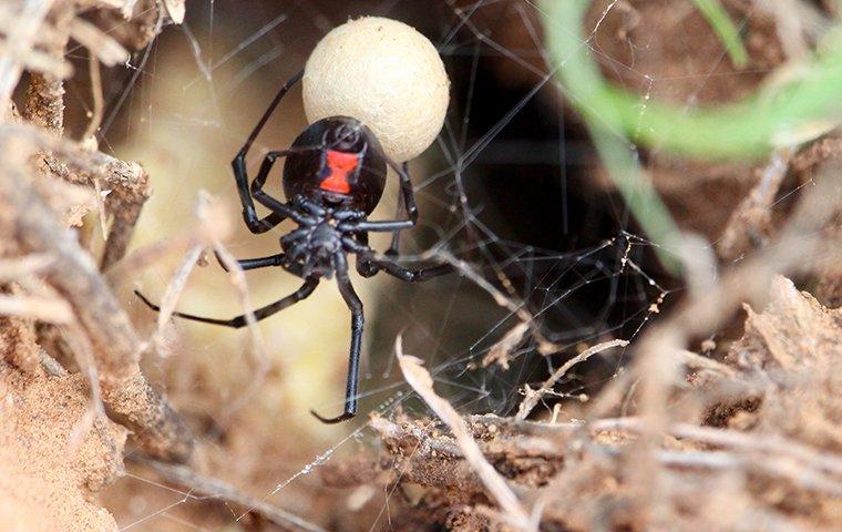 black widow spider in nest