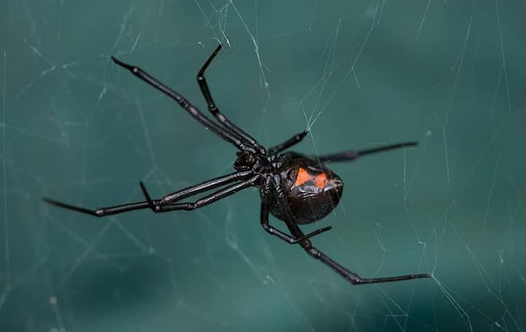 a black widow spider hanging on its web in a roseville backyard