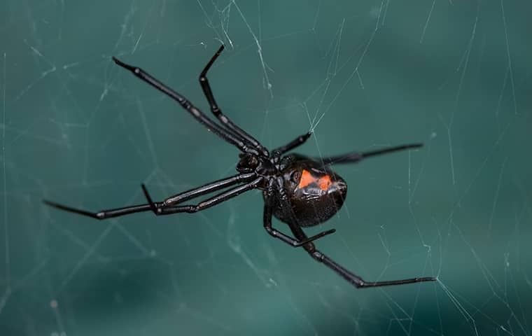Black Widow Spiders Have Distinct Intervals Of Growth a black widow spider hanging on its web in a roseville backyard