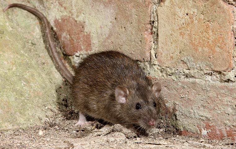 a brown rat crawling near a foundation