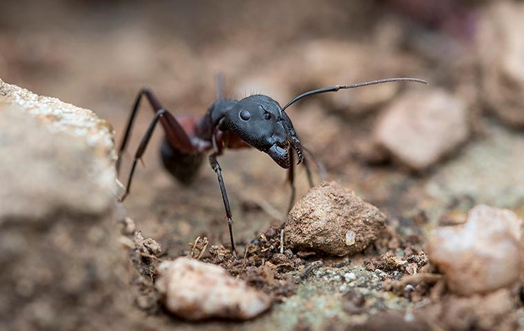 a carpenter ant crawling through rocks on the ground