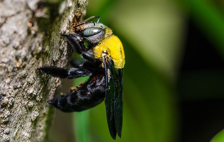 carpenter bee chewing bark