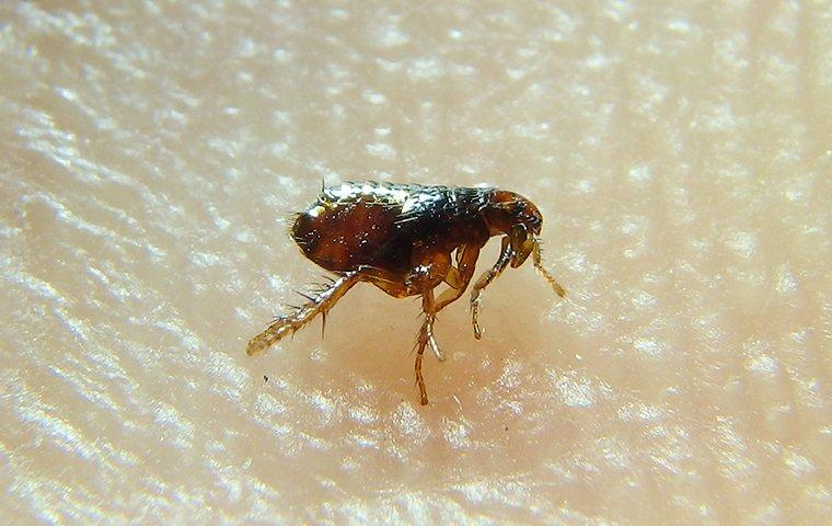 how long can dog fleas live on humans