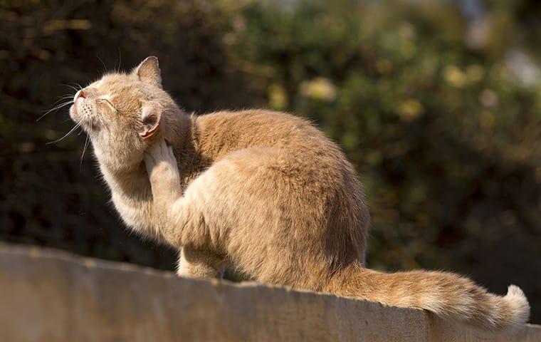 cat scratching fleas