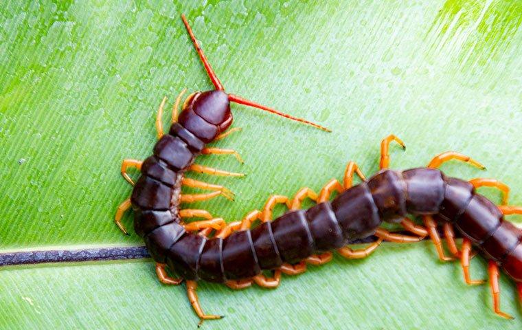 close up of centipede on leaf