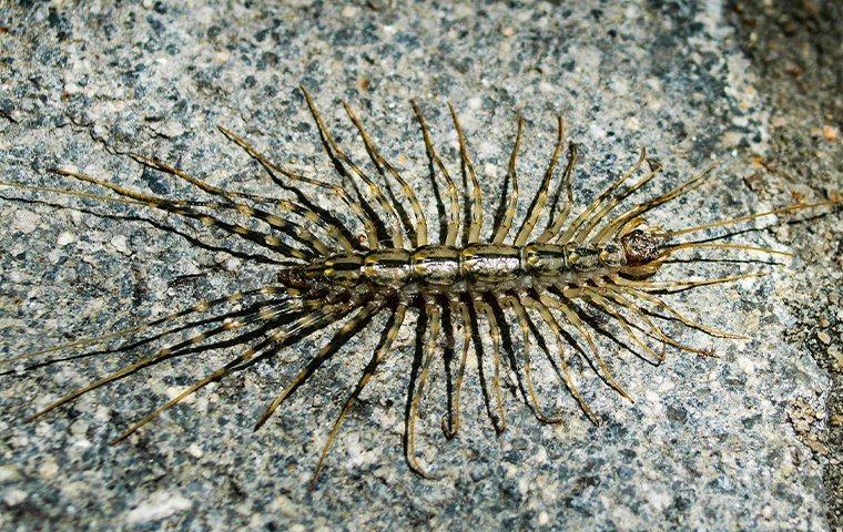 A centipede crawling on stone.