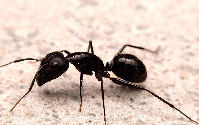 close up black ant