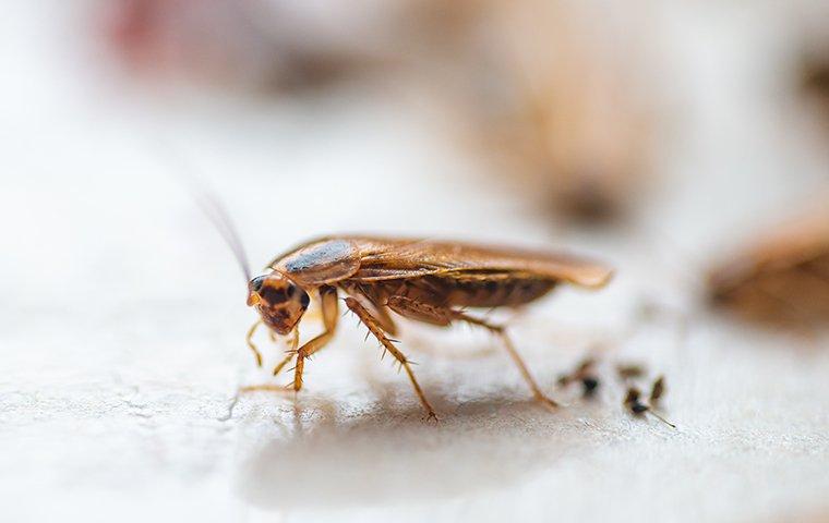 cockroach on counter