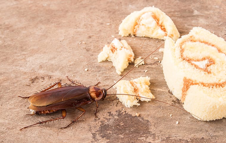 a cockroach eating food on the floor