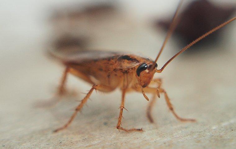 cockroach in the kitchen