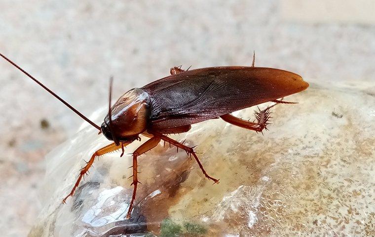 a acockroach in a home trash barrel