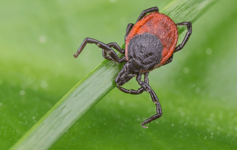 a tick clinging to a plant stem in northern california