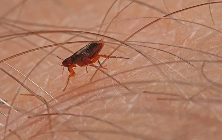 A close up image of a flea on skin.