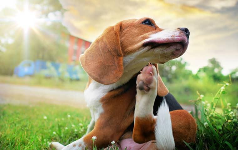 a young hound dog scratching at his fleas in the sunny backyard on a sacramento property one summers day